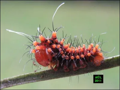 Roche sédimentaire siliceuse, formée de débris d'éponges !