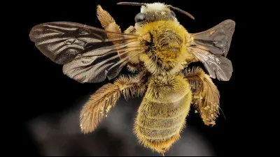 Navire à rames et à voiles, plus gros et plus puissant que la galère, utilisé jusqu'au XVIIIe siècle !