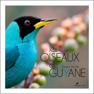 Mammifère insectivore du Sud-Est asiatique, capable de voler en planant !