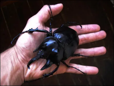 Soupe béarnaise à base de légumes coupés, comprenant du chou, du lard et du confit d'oie ou de canard, ainsi que des haricots !