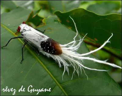 Buffle vivant en Inde, semi-domestique !