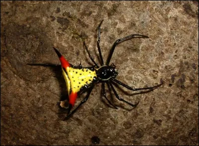 Science des pierres précieuses et semi-précieuses !