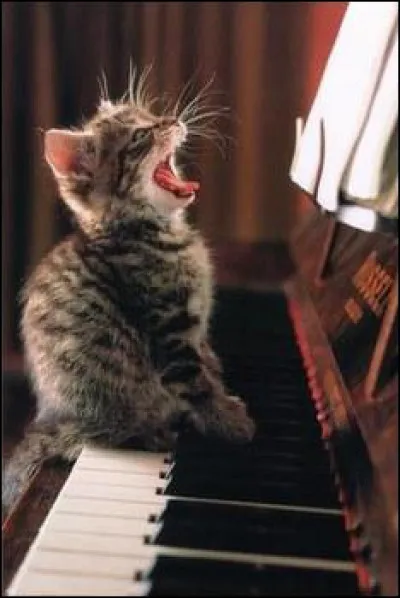 Est-ce un chat ou un chien ?