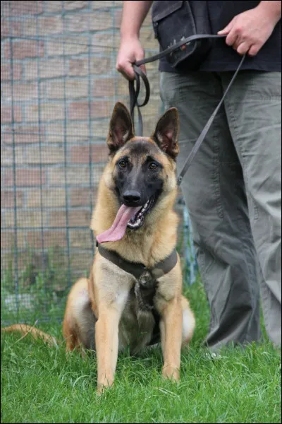 Est-ce un chat ou un chien ?