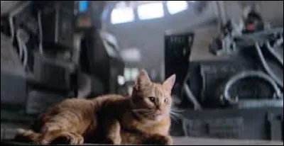 Comment s'appelle le chat ?