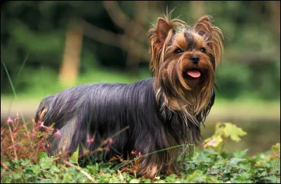 Quel est donc ce gentil petit chien ?