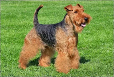 Si tu as trouvé la race de celui d'en haut, peux-tu trouver la race de ce chien-là ?