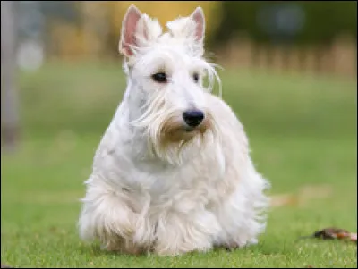 Voilà le deuxième !