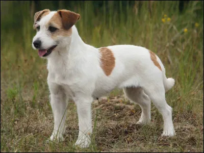 De quelle race est ce chien ?
