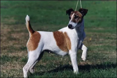 À quelle race appartient ce chien ?