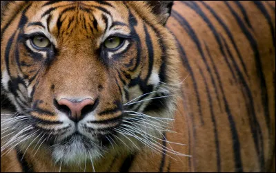 Quels sont tes défauts ?