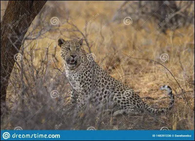 Quel félin préfères-tu ?