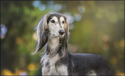 Un animal magnifique ! De quelle race est-il ?