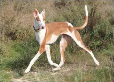 Quelle d&eacute;marche ! Le reconnais-tu ?