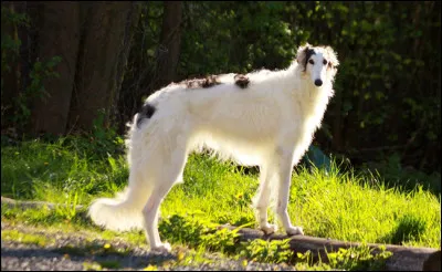 &Agrave; quelle race appartient ce chien ?