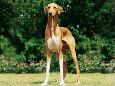 Jolie b&ecirc;te ! Comment s'appelle ce chien ?