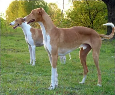 Quelle est sa race ?