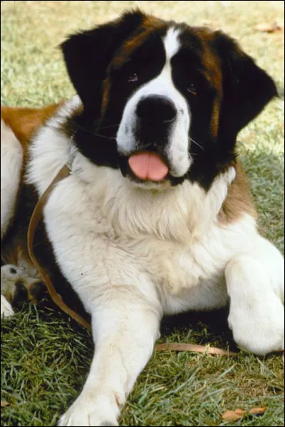 Dans quel film ou s&eacute;rie appara&icirc;t ce chien ?