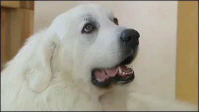 Dans quel film ou s&eacute;rie appara&icirc;t ce chien ?