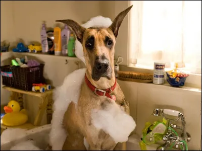 Dans quel film ou s&eacute;rie appara&icirc;t ce chien ?