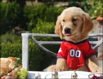 Dans quel film ou s&eacute;rie appara&icirc;t ce chien ?