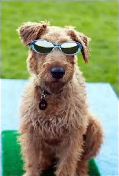 Dans quel film ou s&eacute;rie appara&icirc;t ce chien ?