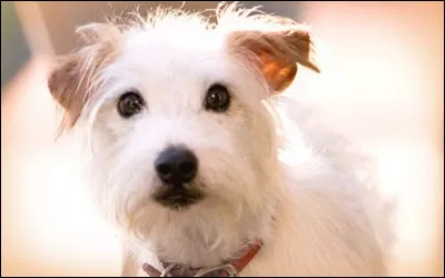Dans quel film ou s&eacute;rie appara&icirc;t ce chien ?