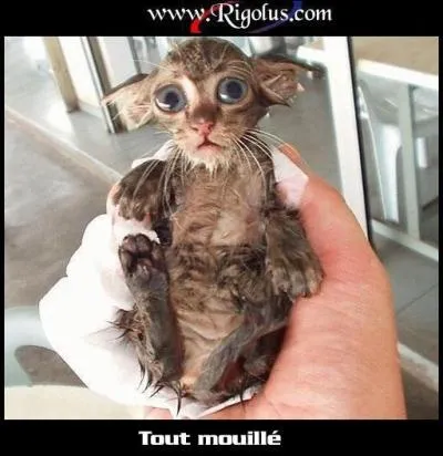 Quel est cet animal ?