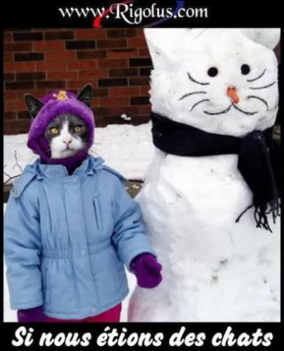 A ct de qui est ce chat ?