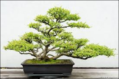 Quelle est la traduction littérale du mot japonais "bonsaï" ?