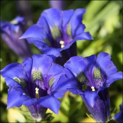 La flore aussi est menacée dans le futur, mais on peut le changer grâce aux bons gestes ! Quelle est cette fleur protégée qu'il est interdit de cueillir ?