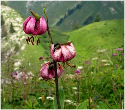 Quelle est cette autre fleur de montagne, protégée également, dont l'avenir serait incertain ?