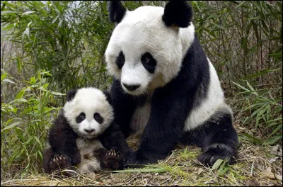 Qu'en est-il de l'avenir des pandas géants en Chine, des lycaons, des éléphants d'Afrique, suite à la dégradation de leur milieu naturel ?