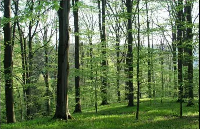 Parmi les bons gestes destinés à préserver la biodiversité, il faudrait n'acheter et n'utiliser que des papiers et des bois issus des forêts gérées durablement, quel est le label indiqué ?