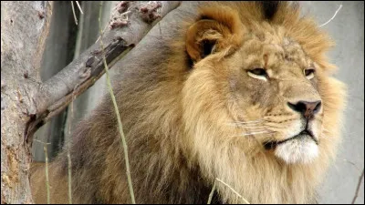 Toi et ta sur, vous jouez devant la pouponnière sous les yeux de Fleur de Pissenlit, quel est ton jeu favori ?