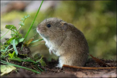 Peu après, tu rencontres le guerrier qui va t'entraîner pendant ton apprentissage. Il s'appelle Griffe d'Ours et te montre d'abord la chasse mais ton essai sur une petite souris se termine lamentablement car tu n'as pas été assez rapide. 
Quelle réaction as-tu face à cela ?
