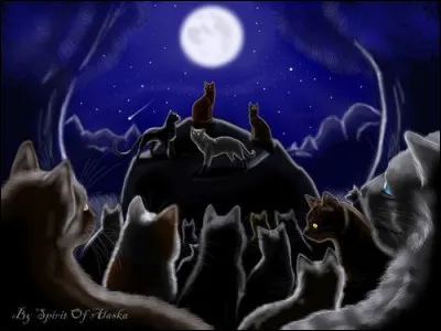 Le récit terminé, tu pars en entendant Griffe d'Ours t'appeler. 
Tu arrives et tu expliques qu'une assemblée a lieu ce soir. Tu ne peux pas encore y aller et il te demande de rester ici sans faire de bêtises. Une fois ton mentor parti, tu te fais passer pour une guerrière de ton clan du nom de "Plume d'Hibiscus" et tu pars avec les autres pour l'assemblée.
Quel est ton ressenti face à cela ?