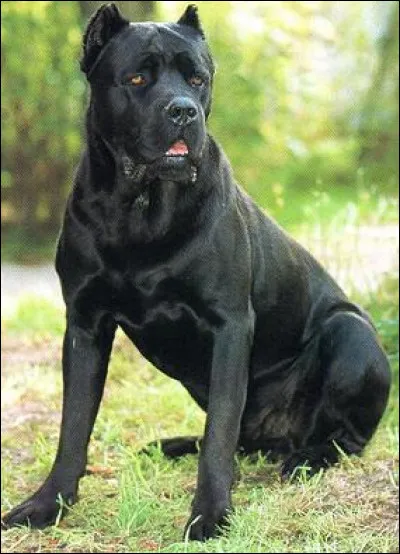 Pas un poil de graisse, que du muscle ! Comment s'appelle ce colosse ?