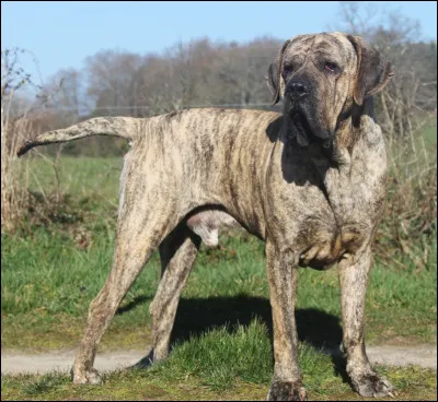 Dernier chien ! Comment s'appelle-t-il ?