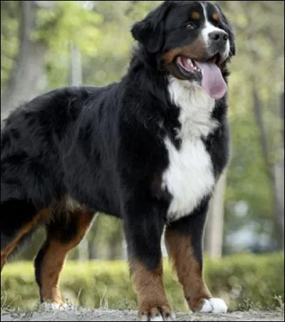 Belle bête ! Quelle est sa race ?