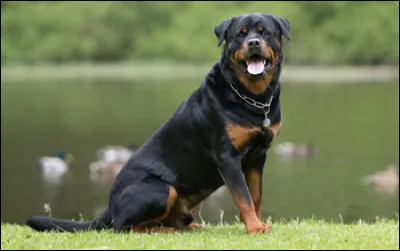 Quelle est la race de ce gros toutou ?