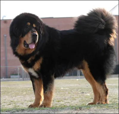 Comment s'appelle cet imposant (mais gentil) molossoïde ?