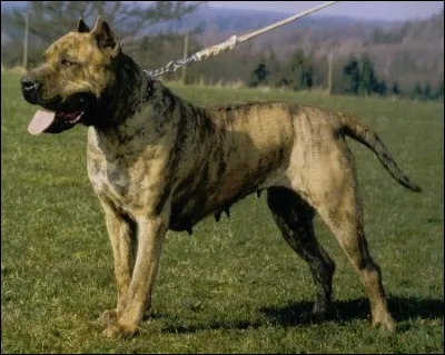 Quelle est la race de ce chien ?