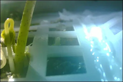 Avant de parler du futur, parlons d'un passé très récent, début janvier 2019 la sonde chinoise Change's-4 alunit, des expériences sont faites et on réussit à faire germer un végétal !