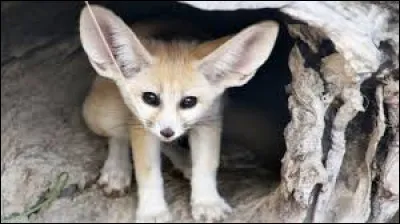 A quoi ou à qui associez-vous le nom de ce petit animal ?