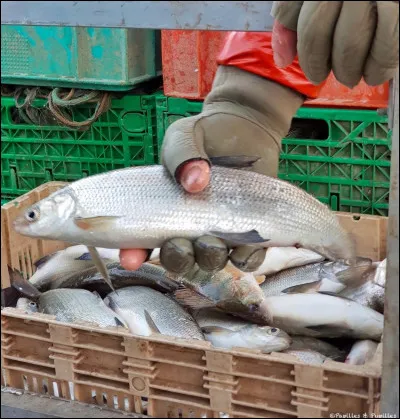 Quel chanteur nous dit dans une de ses chansons : "Le poète a toujours raison, qui voit plus haut que l'horizon, et le futur est son royaume" ?
