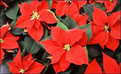 Quel est le nom de cette fleur également appelée "Étoile de Noël" ?