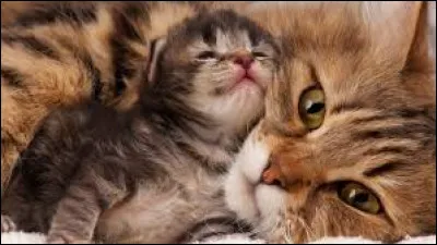 Pour quelle raison principale le chat ronronne-t-il ?