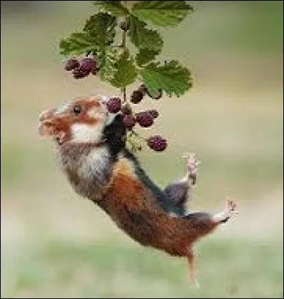 Que délimite généralement le récif barrière corallien ?