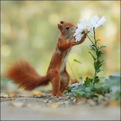 Si je vous dis qu'il existe un village nommé La Borne, sis dans le Cher, et dont le musée présente les collections de céramiques et de poteries traditionnelles, quel numéro attribuez-vous au département ?